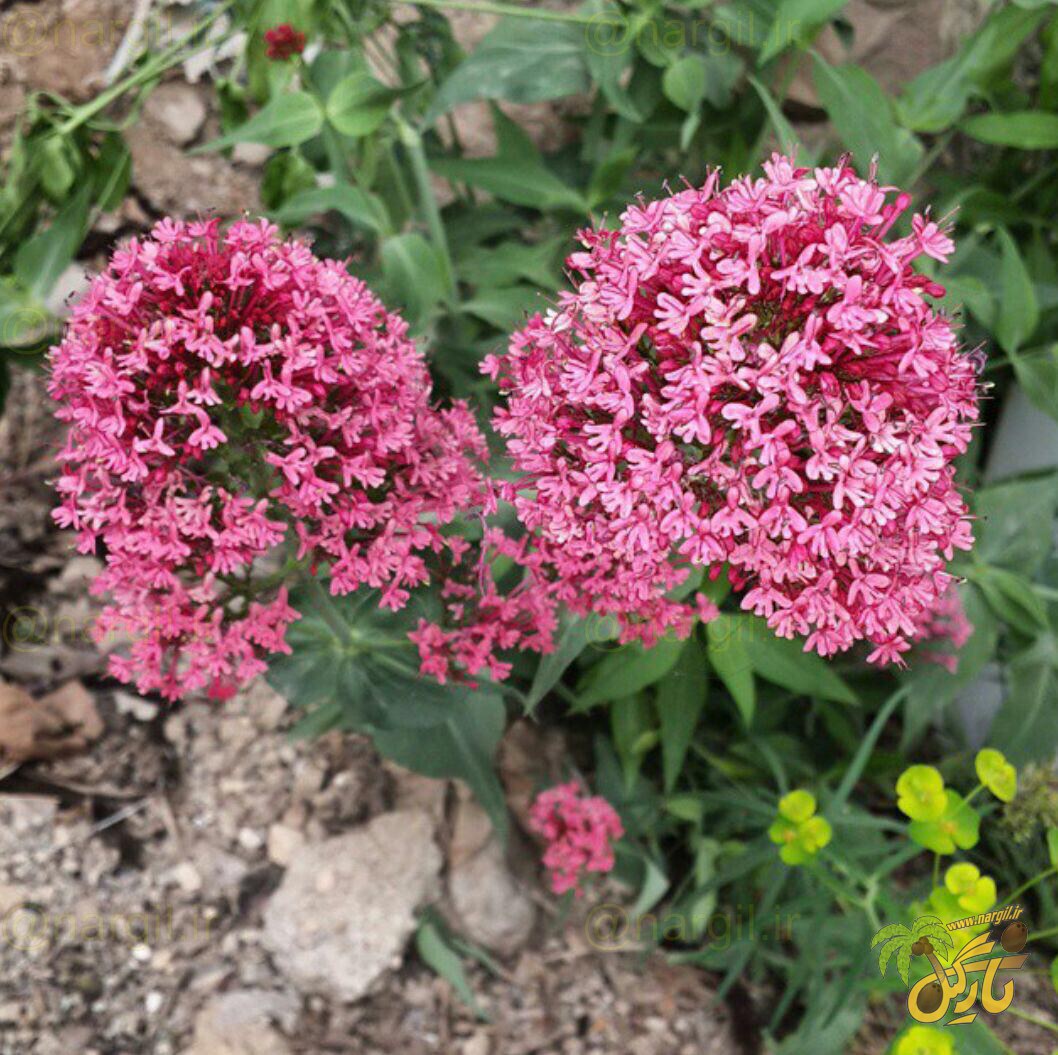 والرین قرمز